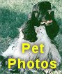 Photos of Cocker Spaniel pets