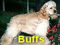 Buff colored Cocker Spaniel dogs and puppies