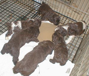 A litter of chocolate puppies