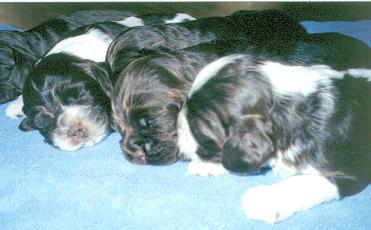 Young Cocker puppies